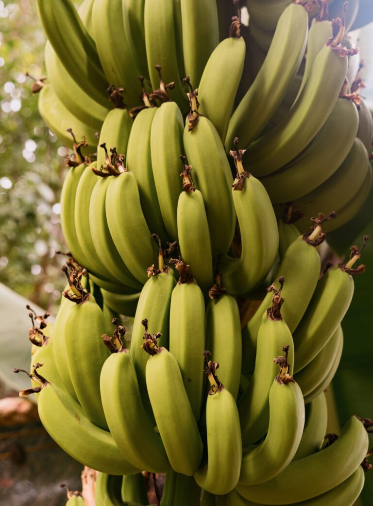 close up bananas on the tree