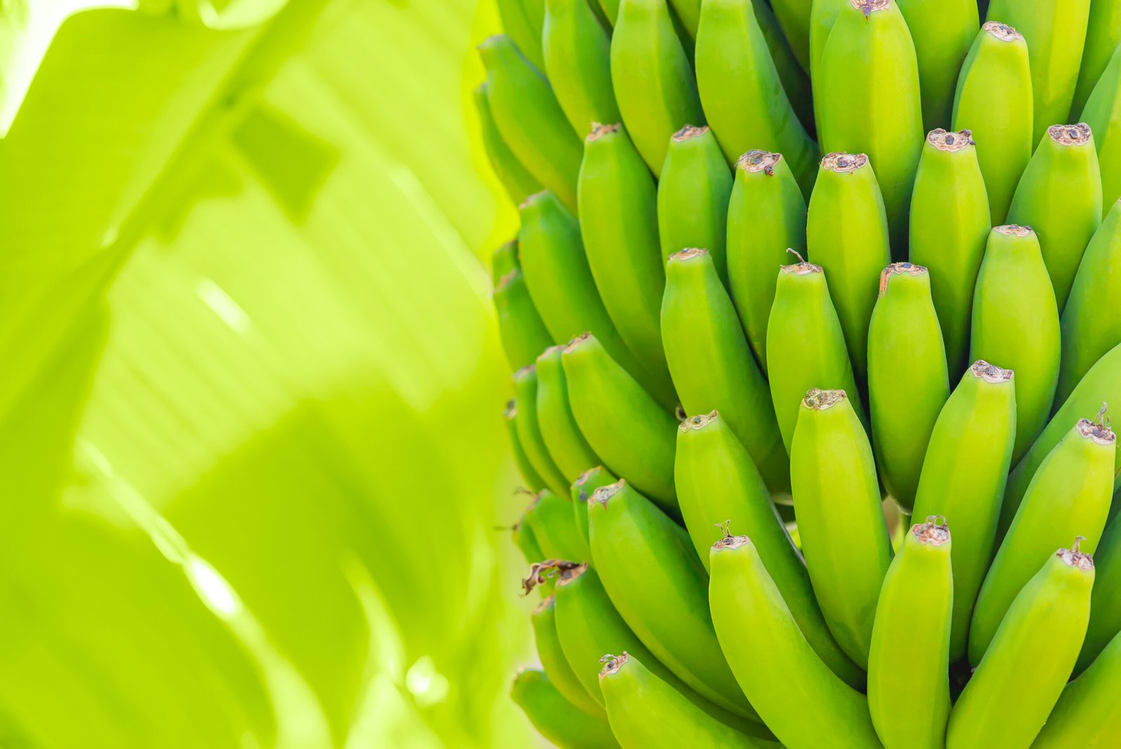 grenn bananas on a palm. cultivation of fruits on tenerife island plantation. young unripe banana with a palm leaves in shallow depth of field. closeup.